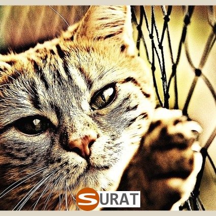  Surat - Siatki do ochrony dzieci na balkonie 