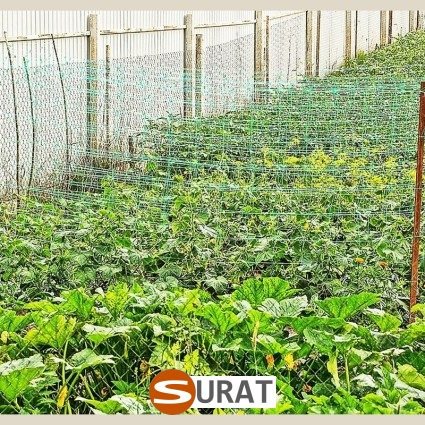  Surat - Siatka do uprawy na grządkach 