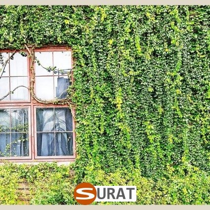  Surat - Siatka na Pergole - Siatka do powieszenia i rozwieszenia na pergolach ogrodowych 