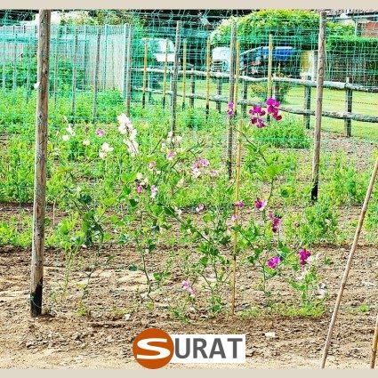  Surat - Ogrodzenie w ogrodzie uprawnym 