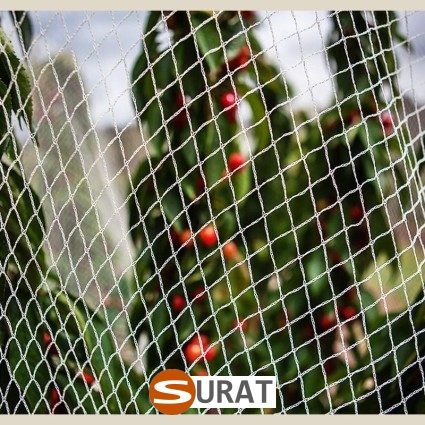  Surat - Ogrodzenie w ogrodzie uprawnym 