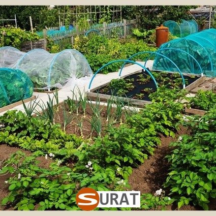  Surat - Siatka w ogrodzie uprawnym 