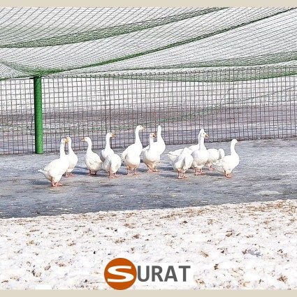   Siatki dla kaczek — Doskonała ochrona na twoje wymiary , sklep Surat