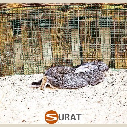  Surat - Ogrodzenie dla królików 