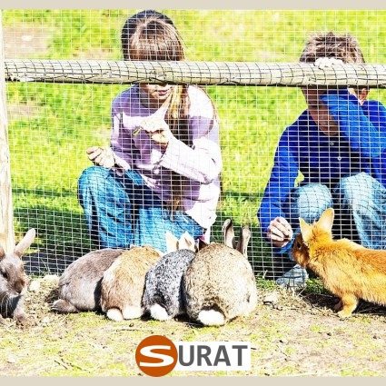   Siatka do hodowli królików — Zabezpieczająca przestrzeń dla zwierząt , sklep Surat