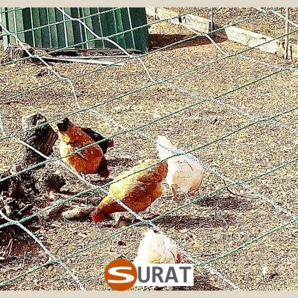  Surat - Siatka rolnicza - Siatki do gospodarstwa rolnego 