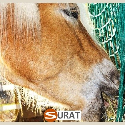  Surat - Siatka - 4x4/2 