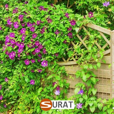   Surat - Siatka na autostrady i drogi z polipropylenu, grubości 3mm, o oczku 4,5x4,5cm, dostępna w różnych kolorach i sprzedawana na twoje wymiary. 