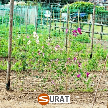  Surat - Siatka na autostradę i drogę 