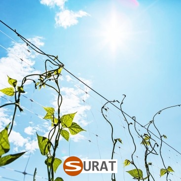   Surat - Siatka z polipropylenu do ochrony autostrad i dróg, o oczkach 10x10 cm i grubości 6 mm, w kolorze zielonym. 