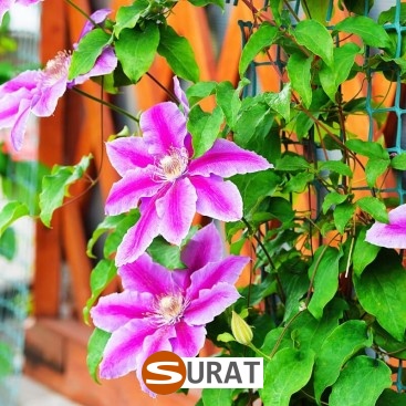   Surat - Siatka ochronna z tworzywa o małych oczkach 2x2 cm i grubości 2 mm, idealna do zabezpieczeń na drogach i autostradach. 