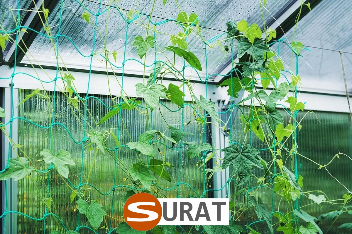   Surat - Siatka na autostrady i drogi z polipropylenu, 2mm grubości, w kolorze zielonym, z oczkiem 2x2cm, sprzedawana na wymiar. 