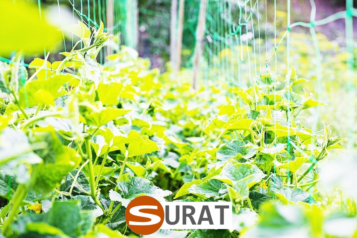   Surat - Siatka na autostrady i drogi z polipropylenu, grubość 4mm, oczko 45x45 mm, dostępna w twoje wymiary na zamówienie. 