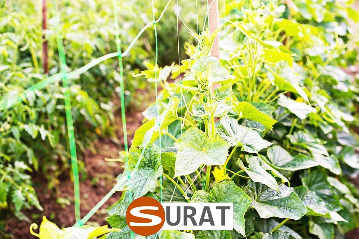   Surat - Siatka ochronna na autostrady i drogi do ochrony z polipropylenu o oczku 1x1 cm 