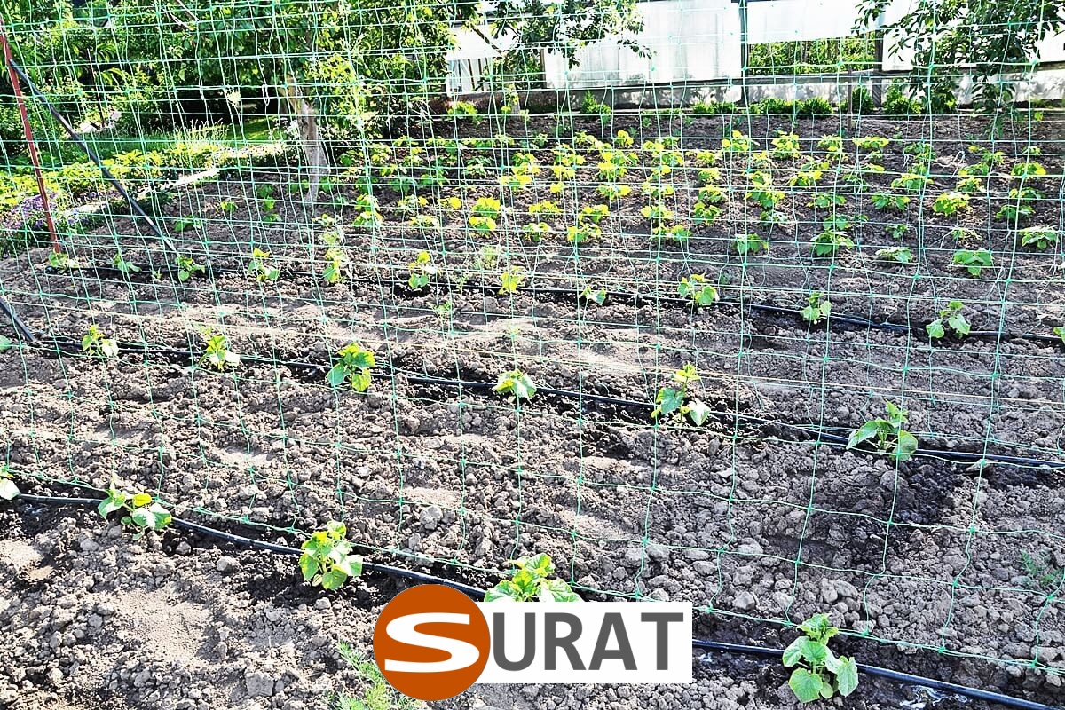   Surat - Siatka na autostrady i drogi: wytrzymała siatka z polipropylenu o oczkach 10x10 cm i grubości 5 mm, dostępna na wymiar w kolorach zielonym i czarnym. 