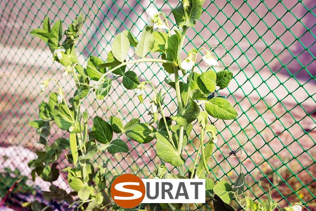   Surat - Siatka z polipropylenu do ochrony autostrad i dróg, o oczkach 10x10 cm i grubości 6 mm, w kolorze zielonym. 