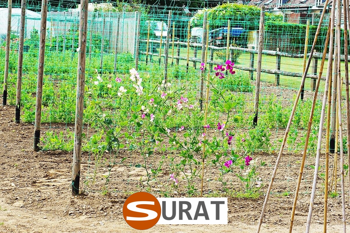  Surat - Siatka na autostradę i drogę 