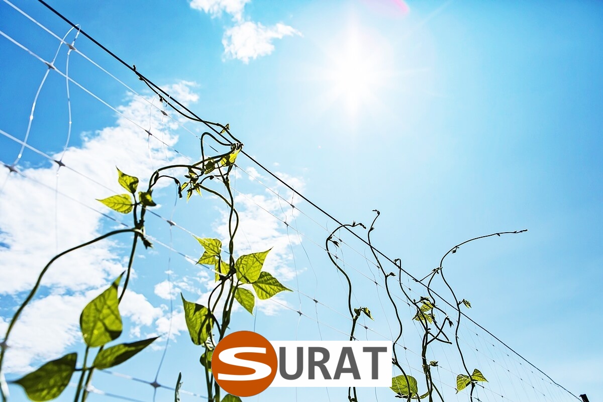   Surat - Siatka z polipropylenu do ochrony autostrad i dróg, o oczkach 10x10 cm i grubości 6 mm, w kolorze zielonym. 