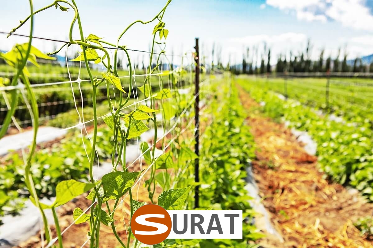  Surat - Siatka ochronna na autostrady i drogi do ochrony z polipropylenu o oczku 1x1 cm 