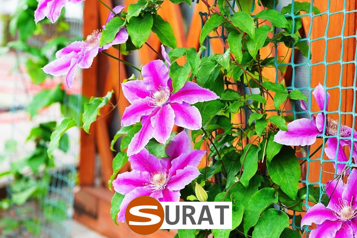   Surat - Siatka ochronna z tworzywa o małych oczkach 2x2 cm i grubości 2 mm, idealna do zabezpieczeń na drogach i autostradach. 