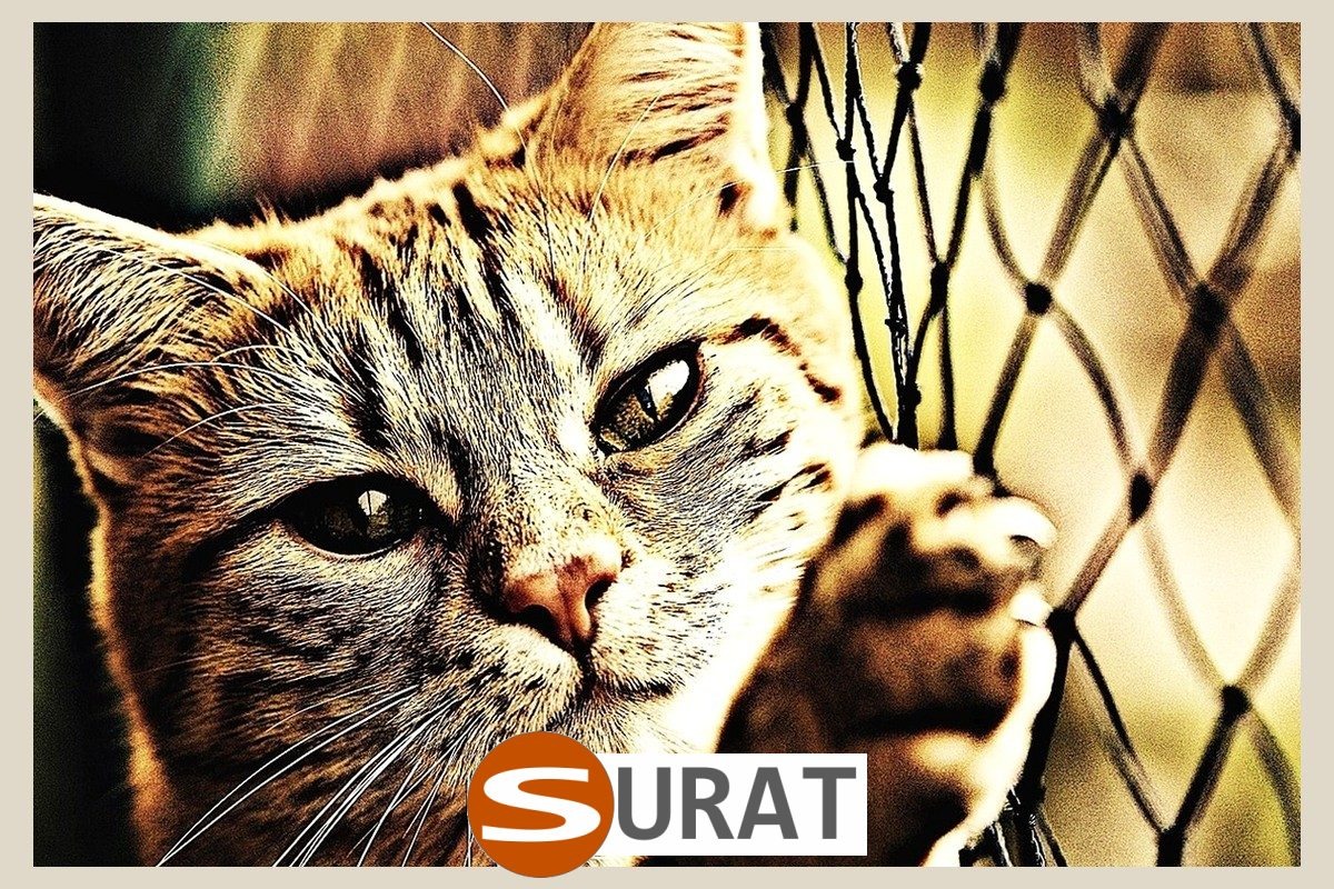  Surat - Siatki do zabezpieczenia wnętrz mieszkania 