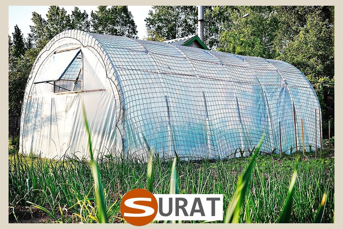  Surat - , 