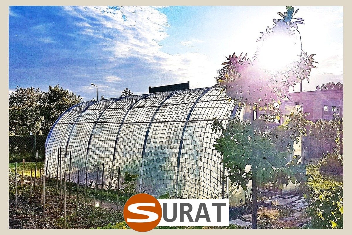  Surat - Siatka na tunel foliowy z polipropylenu, wykonana na twój wymiar, z oczkiem 8x8 cm i grubością 6 mm w kolorze zielonym. 