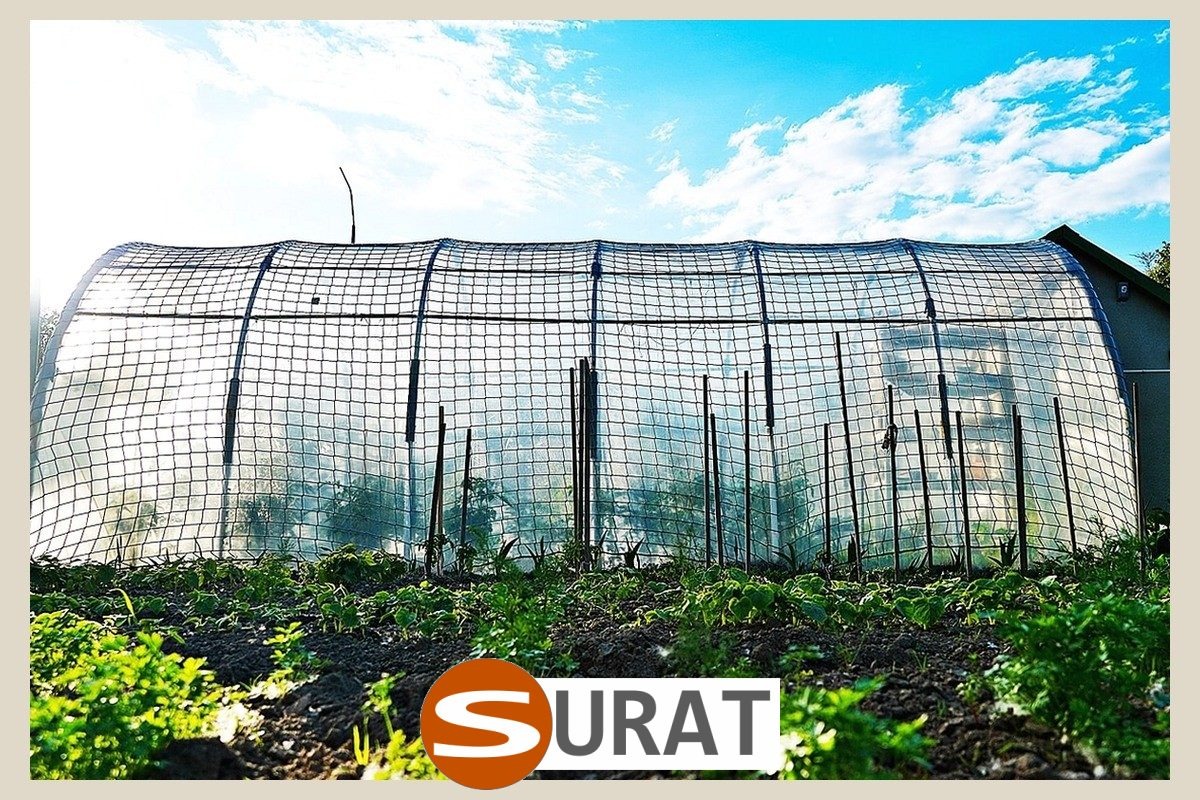  Surat - , 