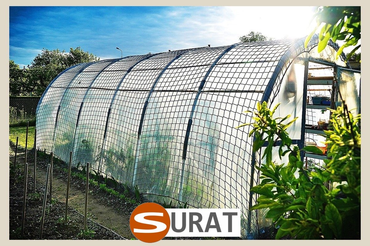  Surat - , 