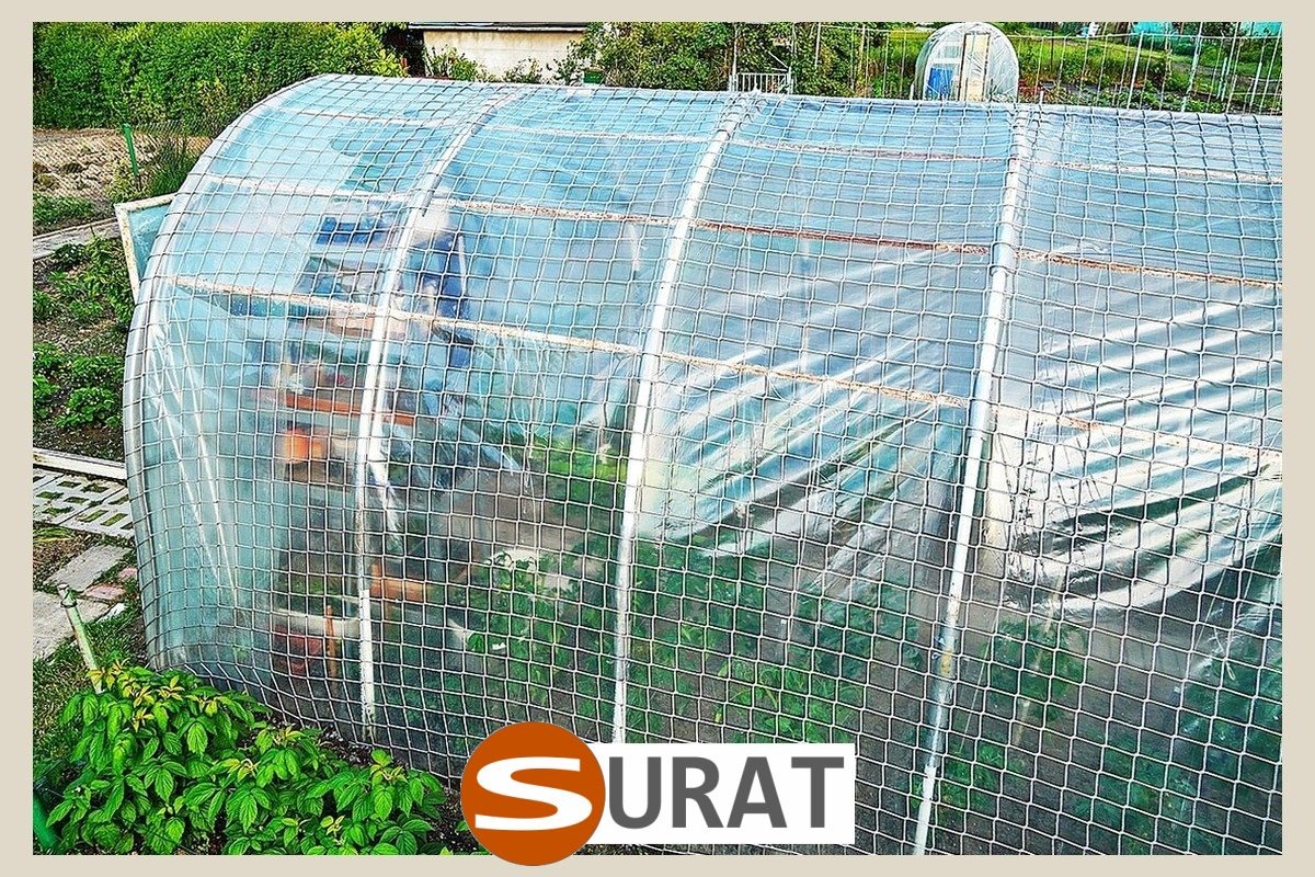  Surat - , 