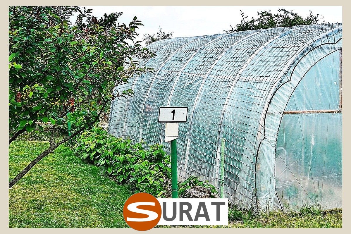  Surat - , 