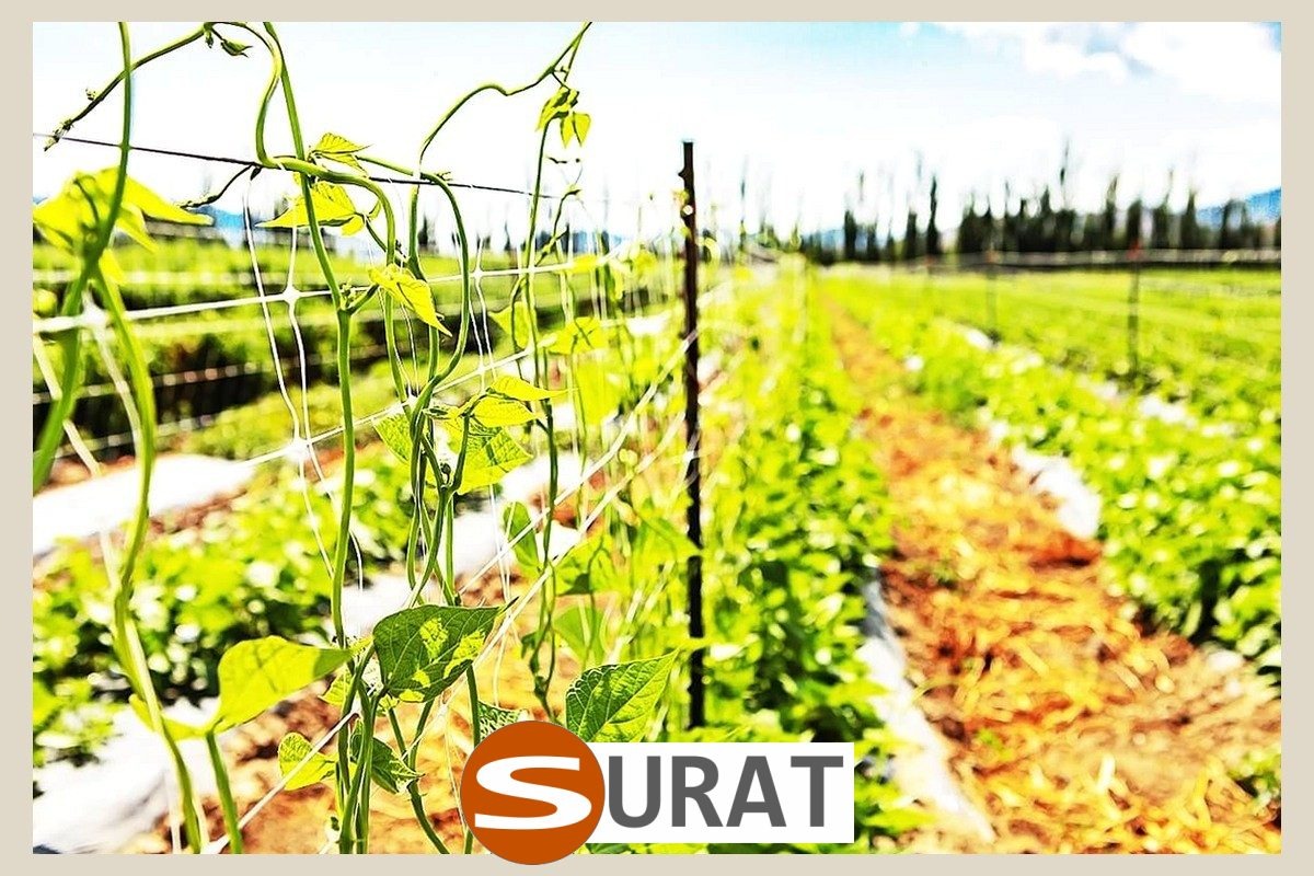  Surat - Siatka na grządki i rabaty 