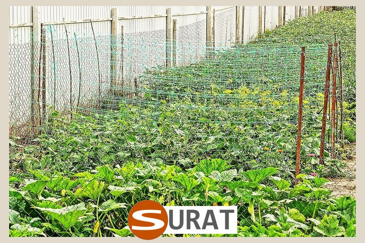  Surat - Siatka do uprawy na grządkach 