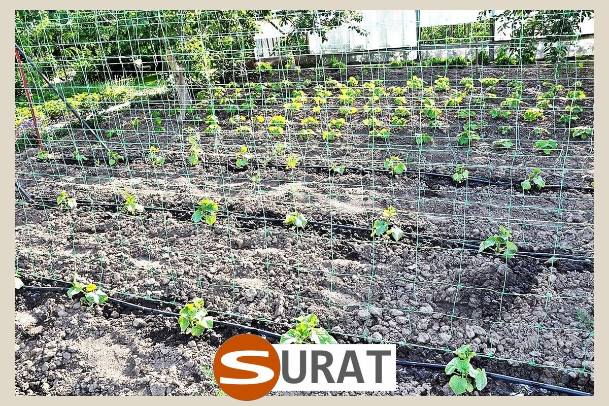  Surat - Siatka na pnącza uprawne 