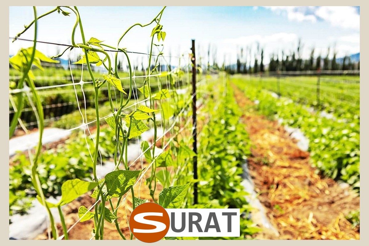  Surat - Siatka na pnącza uprawne w formacie 10x10 cm z obszyciem, wykonana z wytrzymałego materiału o grubości 4 mm, dostępna w odcieniu zieleni i sprzedawana na wymiar, doskonale zabezpieczy Twoje uprawy. 
