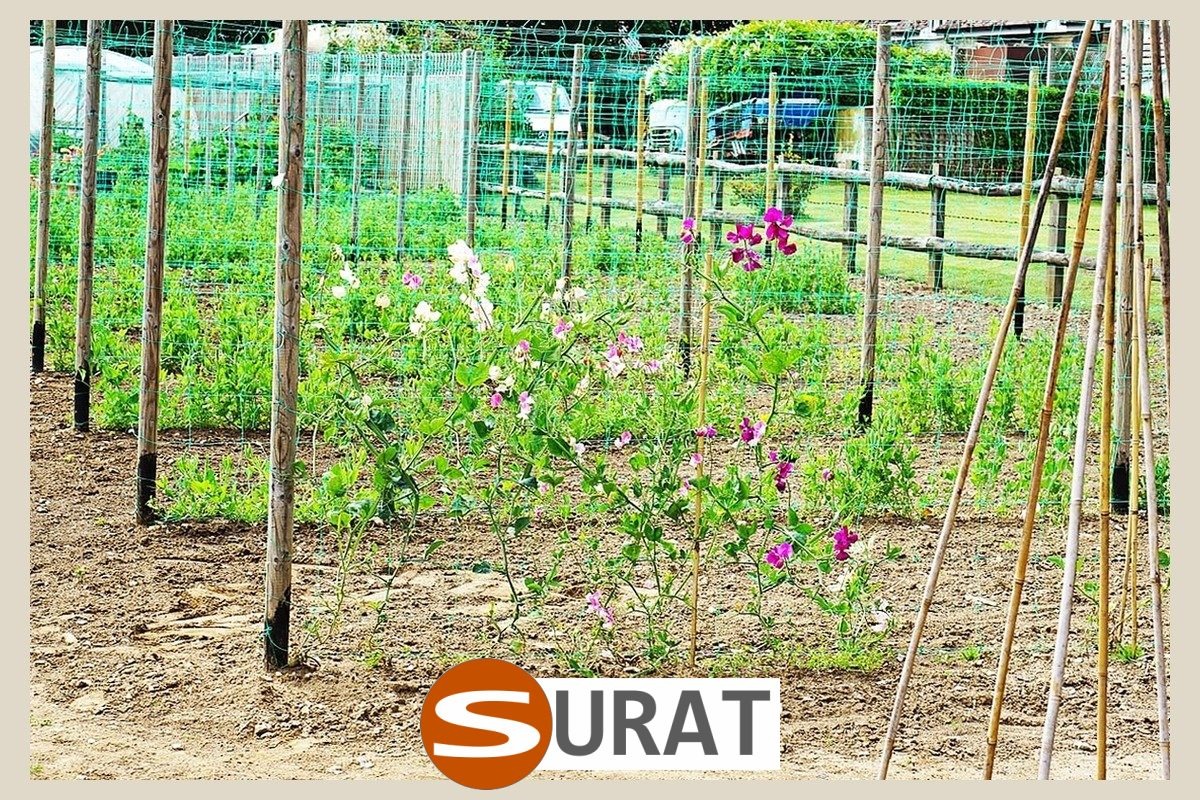 Surat - Ogrodzenie w ogrodzie uprawnym 