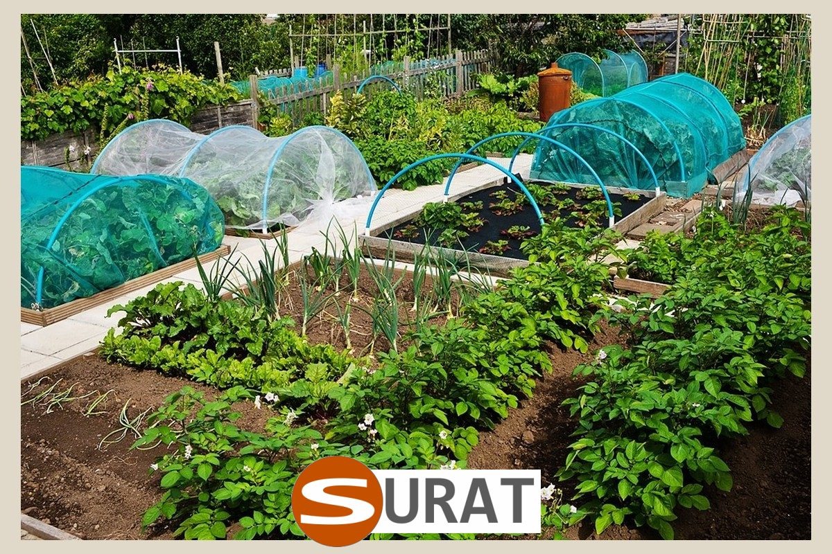  Surat - Siatka w ogrodzie uprawnym 