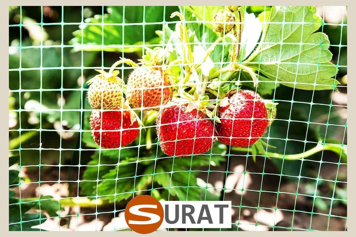  Surat - Ogrodzenie w ogrodzie uprawnym 