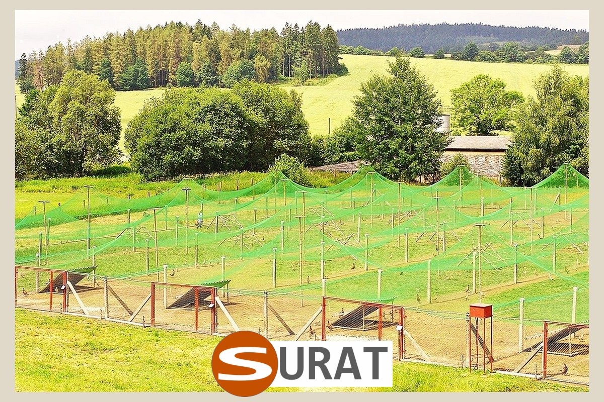  Surat - Ogrodzenie dla Indyków 
