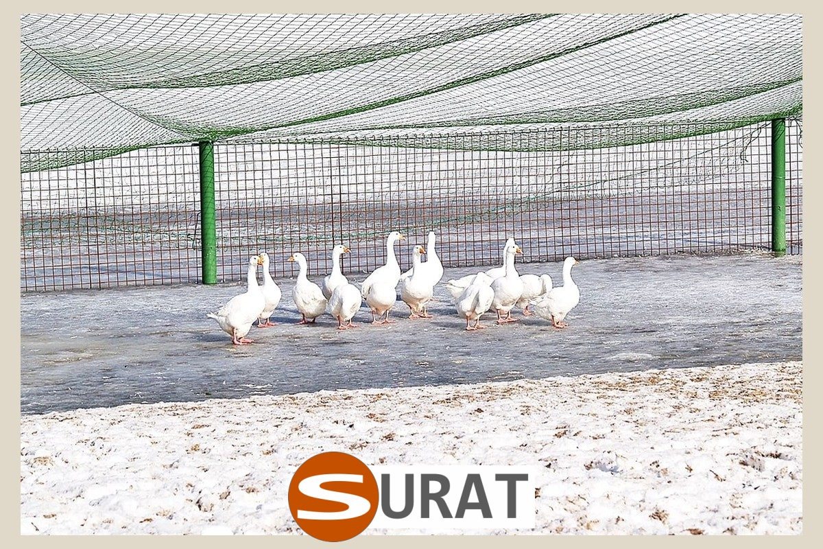  Surat - Ogrodzenie dla gęsi z siatki ochronnej o oczkach 5x5 cm, zapewniające bezpieczeństwo stada. 