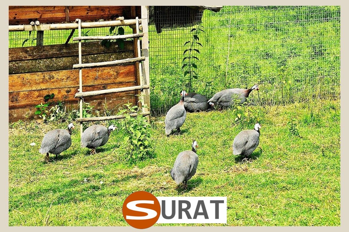  Surat - Siatka ogrodzeniowa dla gęsi z polipropylenu o oczkach 4,5x4,5 cm i grubości 5 mm, dostępna w kolorach zielonym, niebieskim i czarnym, sprzedawana na wymiar jako elastyczne zabezpieczenie. 