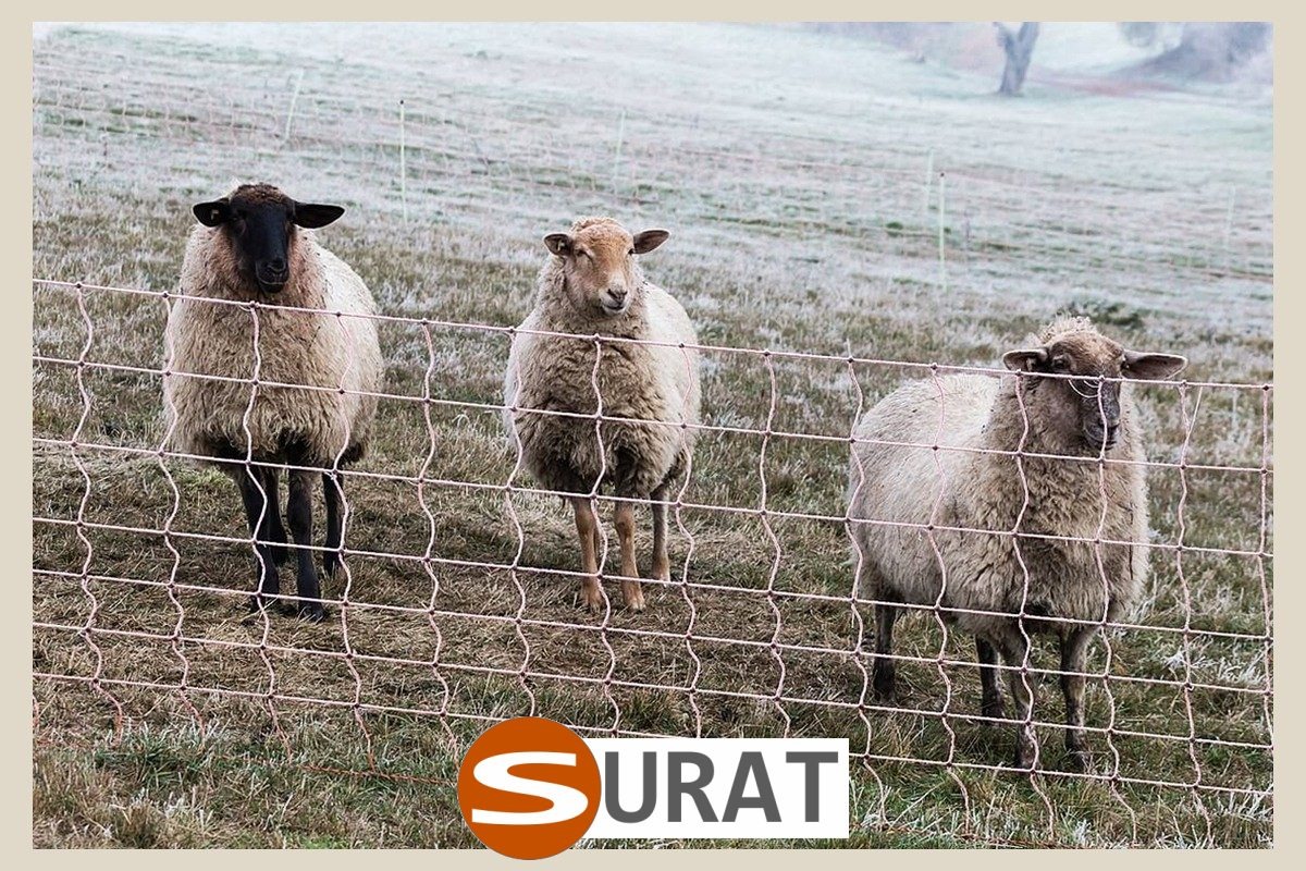  Surat - Siatki dla kur - Siatki zabezpieczające hodowle kur 