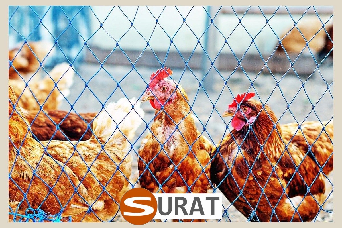  Surat - Najczęściej kupowane i bardzo tanie ogrodzenie dla kur wykonane z wytrzymałej siatki 1x1cm, to najlepsze rozwiązanie na mocne zabezpieczenie. 