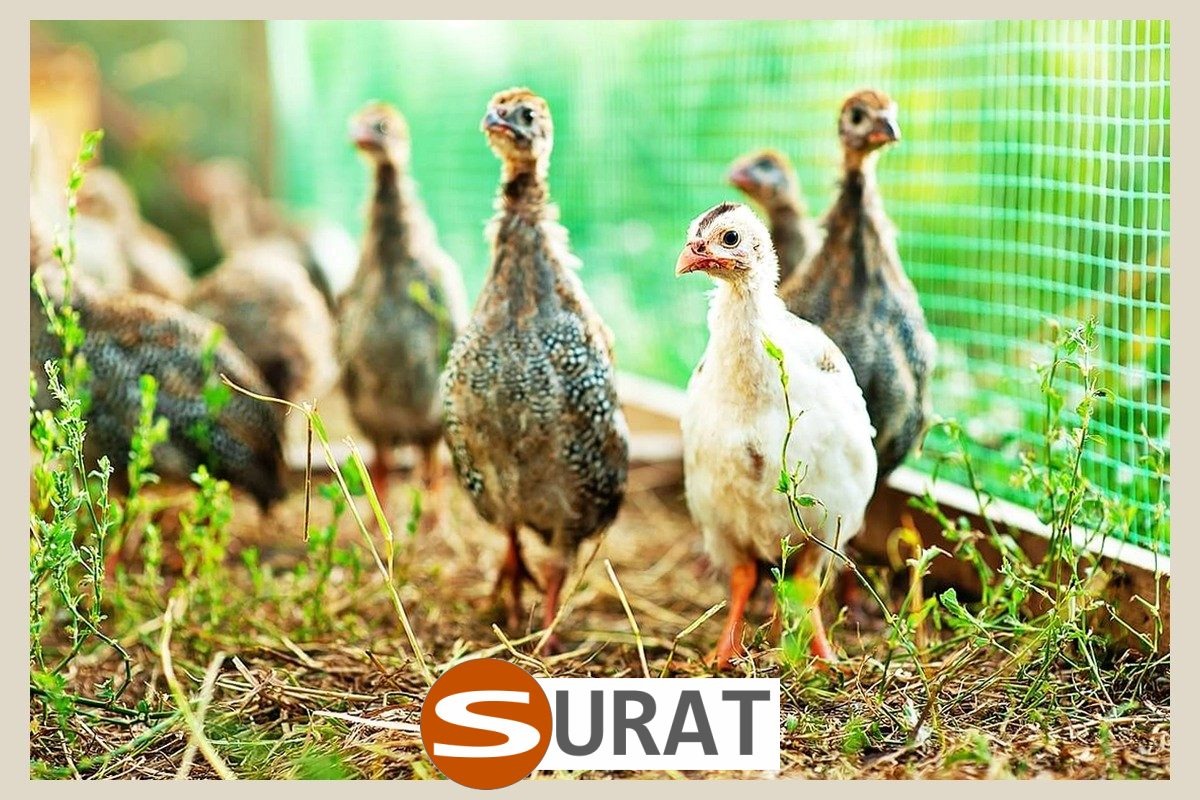  Surat - Odgrodzenie zwierząt 