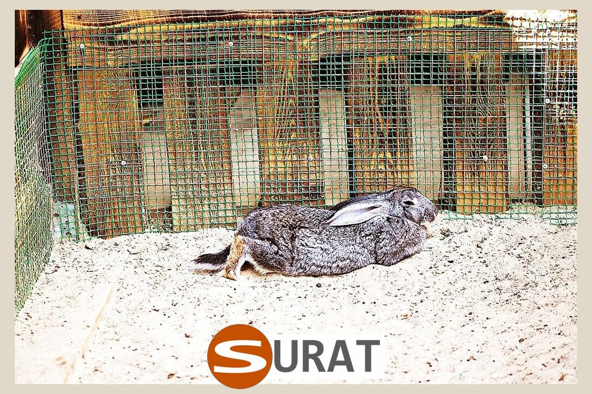  Surat - Ogrodzenie dla królików 