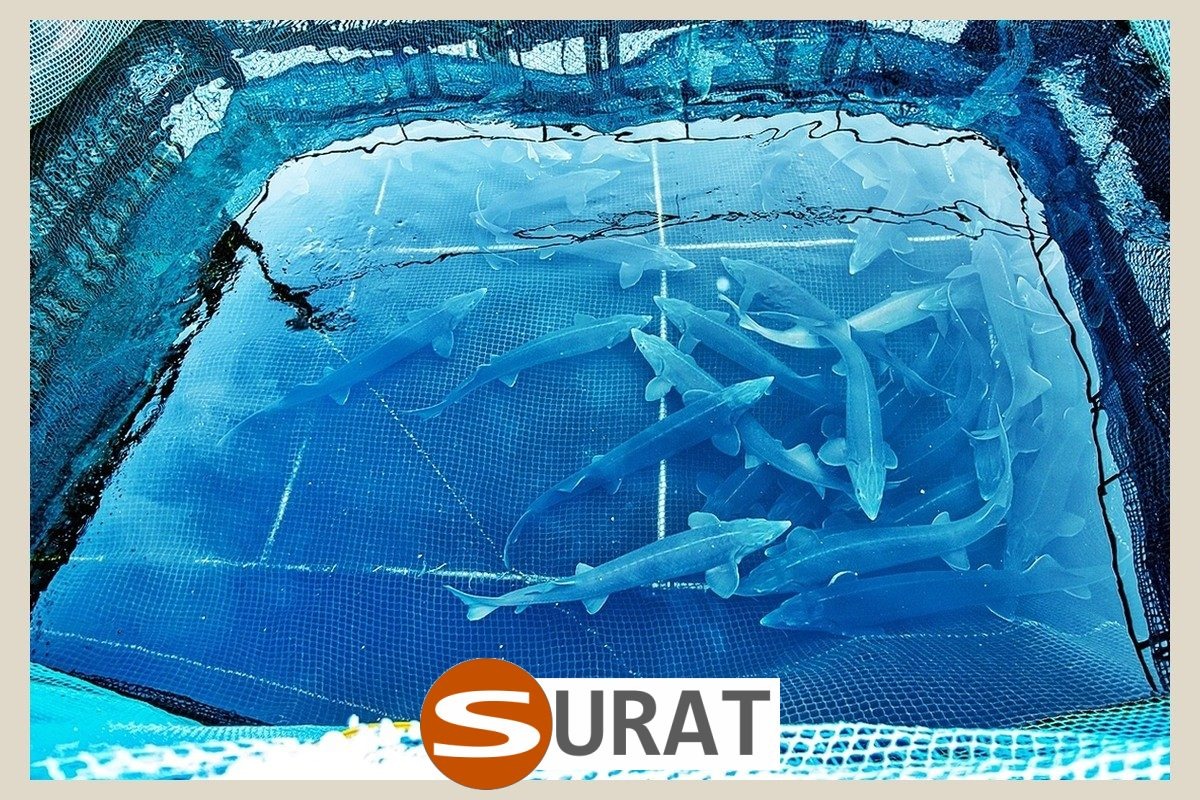  Surat - Siatki stosowane przy hodowli 