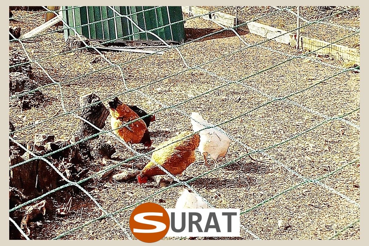  Surat - Siatka rolnicza - Siatki do gospodarstwa rolnego 