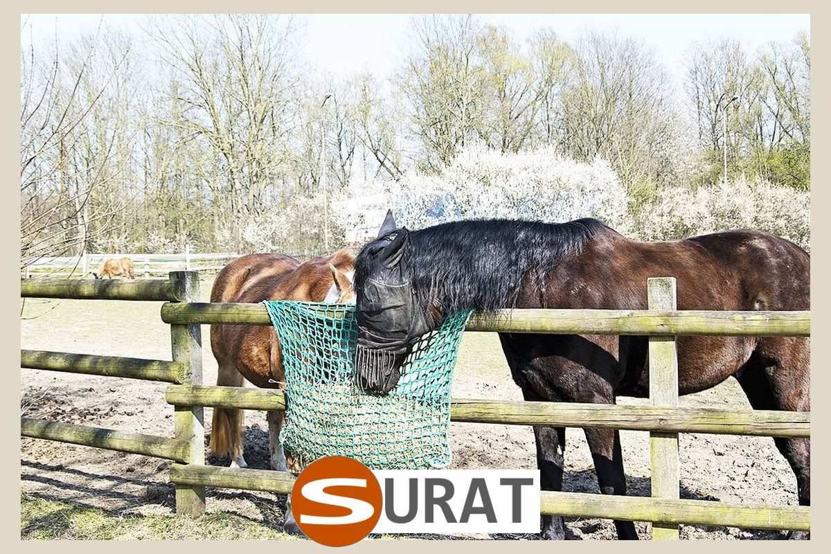   Surat - Siatka - 10x10/4 