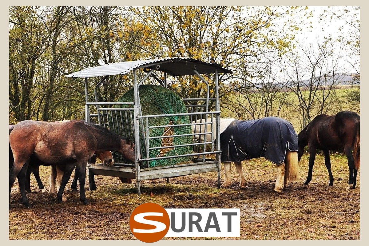   Surat - Siatka - 4x4/2 
