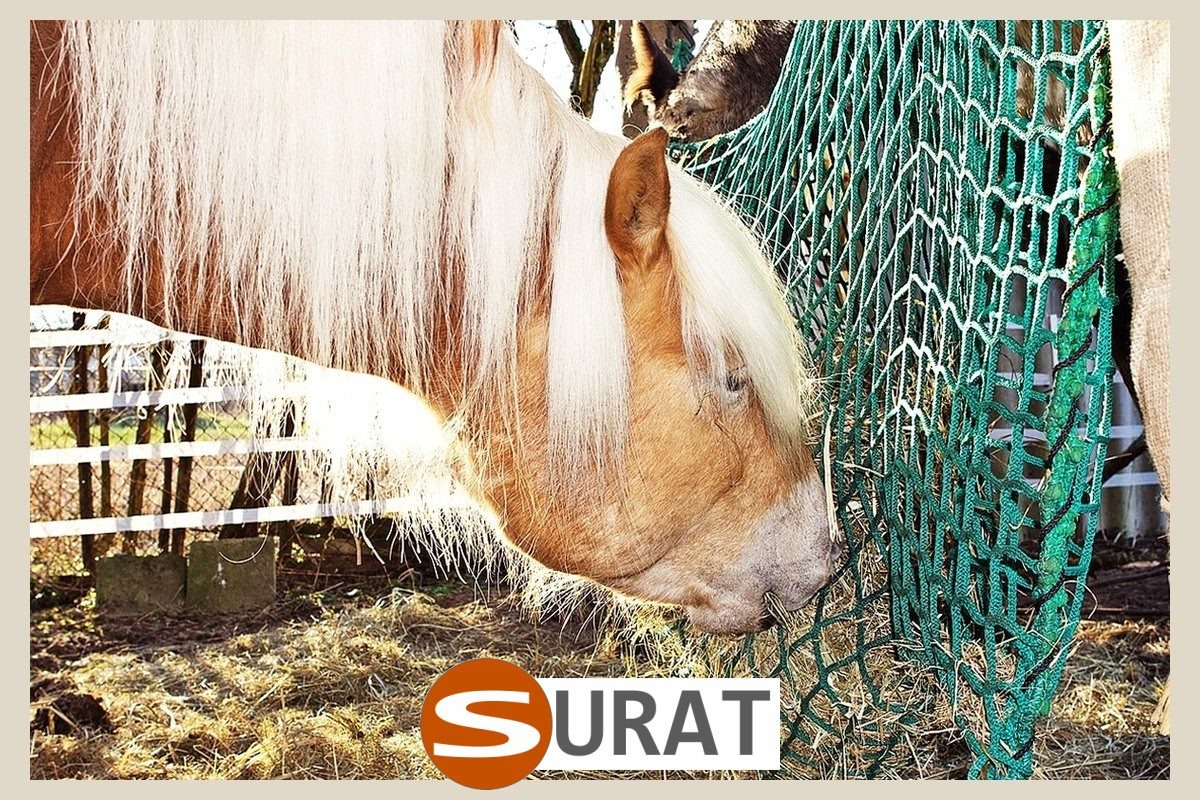   Surat - Siatka - 10x10/4 